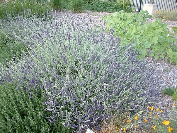 Lavender Goodwin Creek 1 Gal Plants Plus