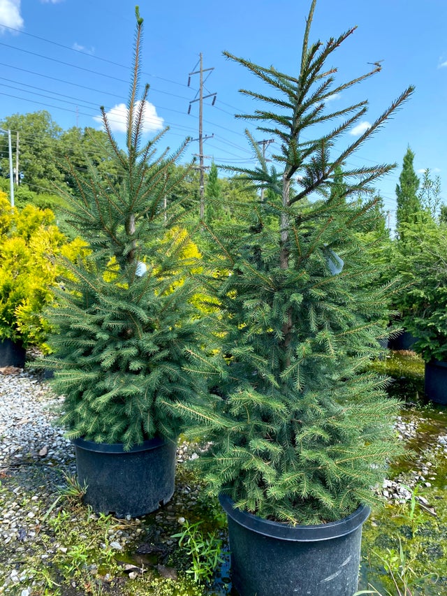 Trees | Plants Plus
