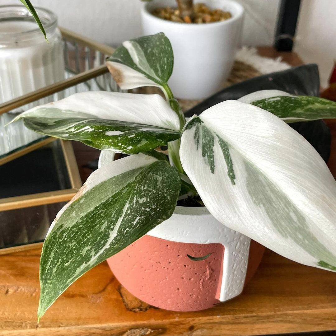 Philodendron White Princess | Plants Plus