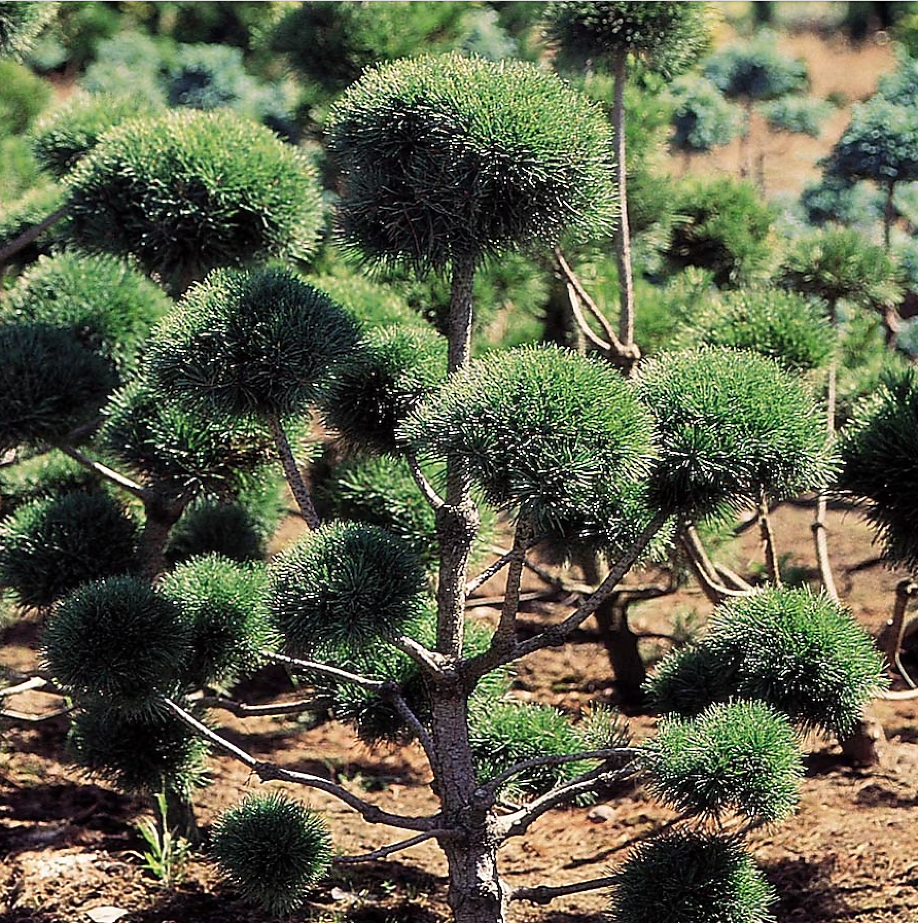 Pine Scotch Pom Pom 10 Gal Plants Plus