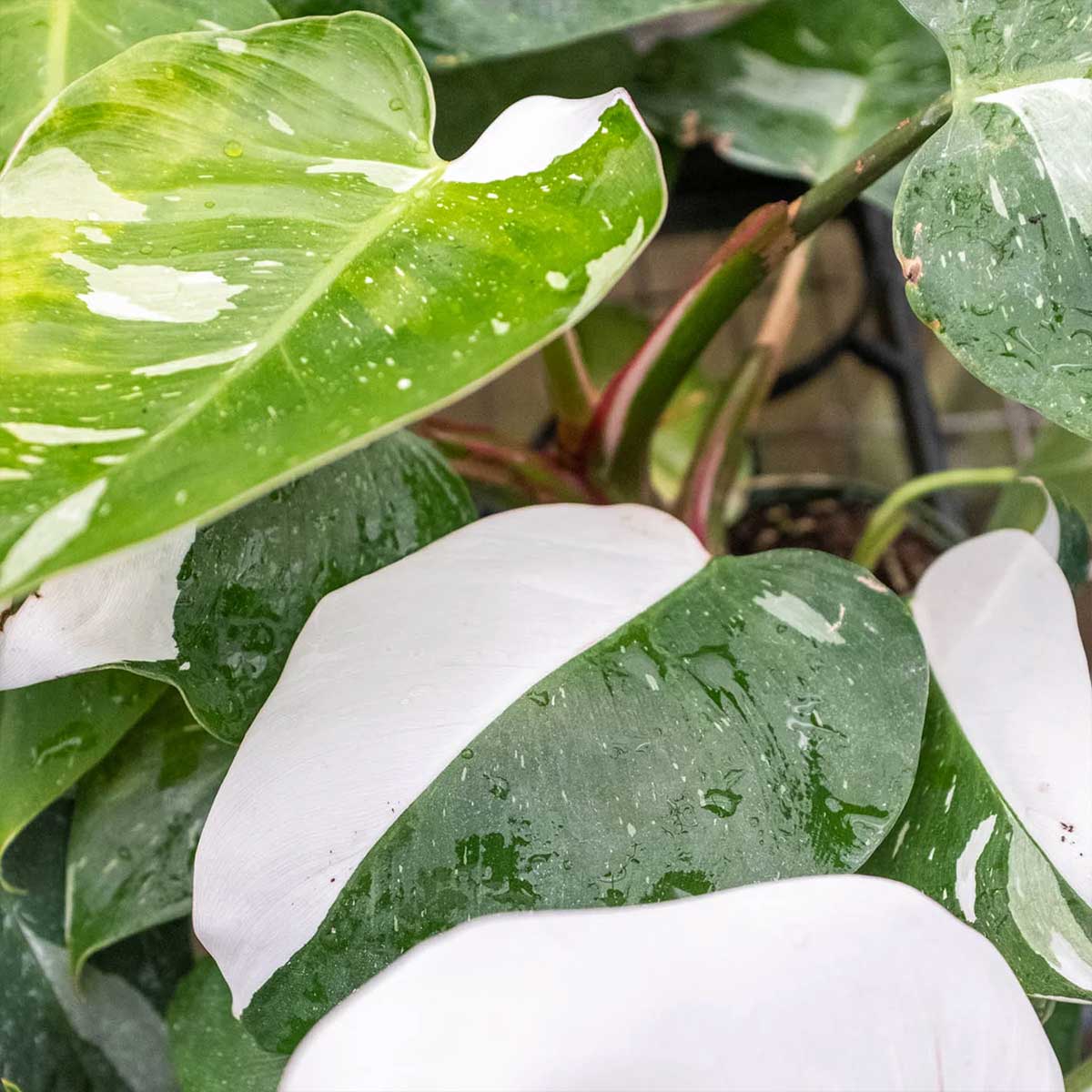 plant choisya ternata Choisya ternata 'Sundance'