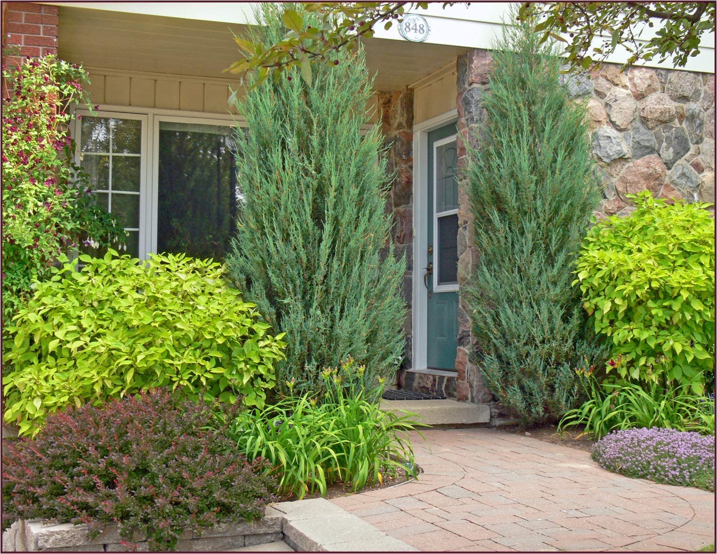 Skyrocket Juniper Hedge