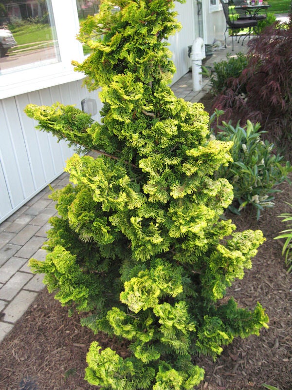 Verdoni False Cypress 5 Gal | Plants Plus