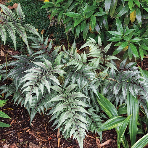 Fern Japanese Painted Godzilla 1 Gal | Plants Plus