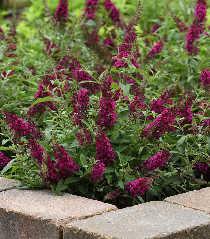 Butterfly Bush Chrysalis Cranberry 5” Premium Plants Plus