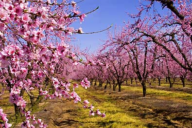 USDA Organic Belle of Georgia Peach Trees for Sale