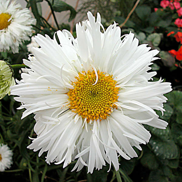 Leucanthemum shop crazy daisy