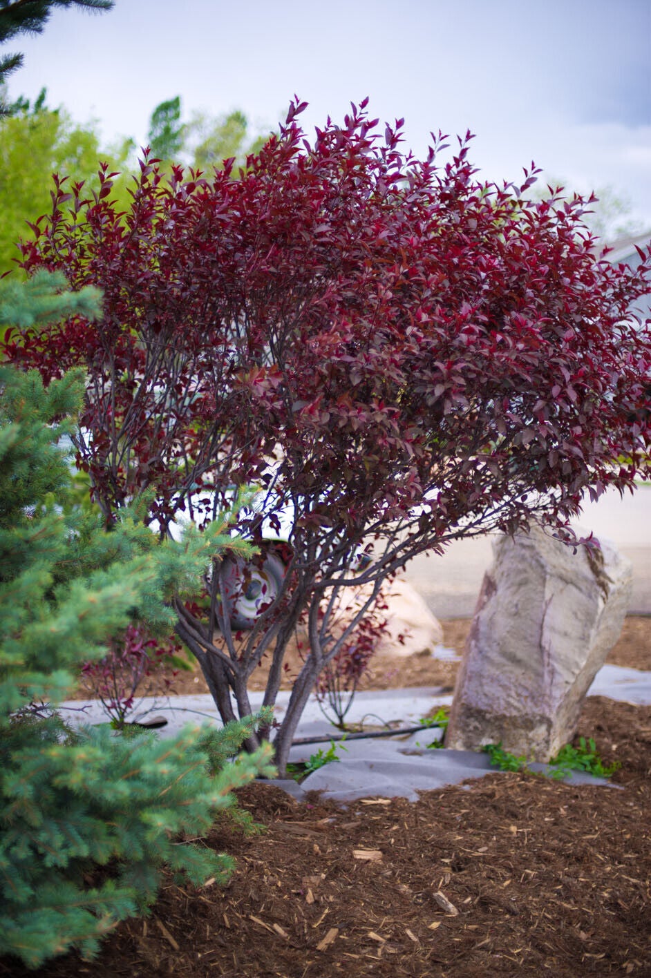 Cherry Purpleleaf Sand Cherry 5 Gal