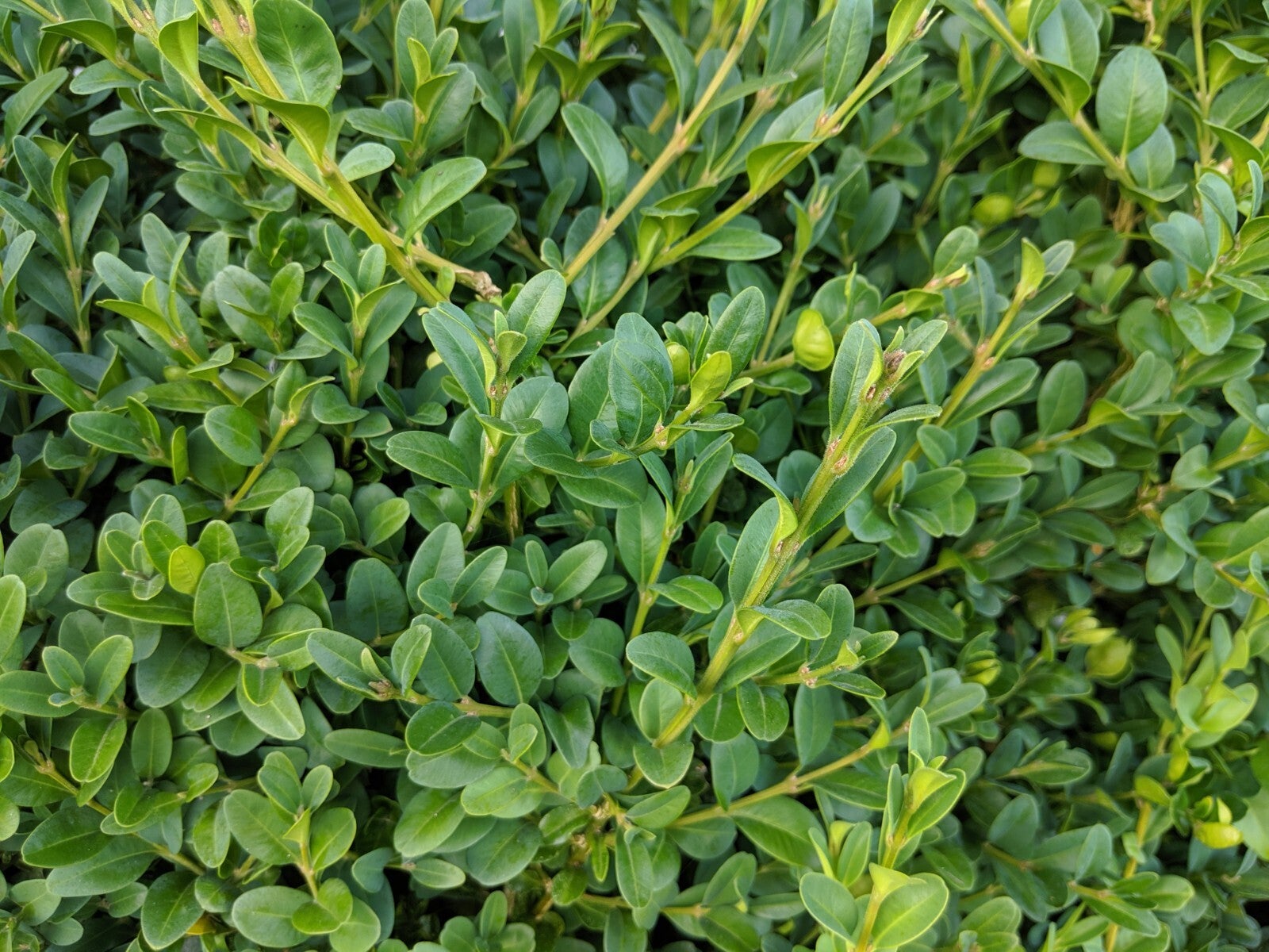 Boxwood Common 5 Gal | Plants Plus