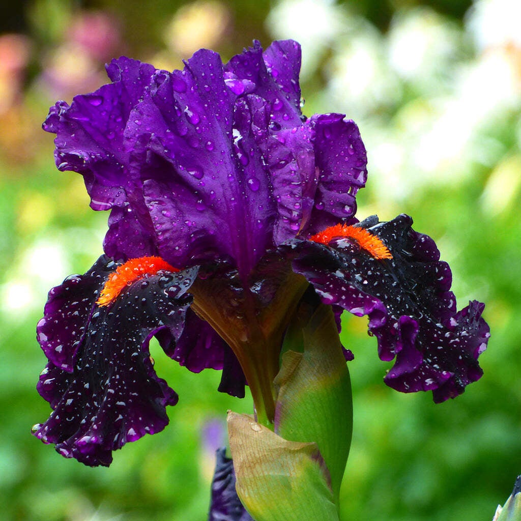 Iris sharp dressed man 1 gal plants plus
