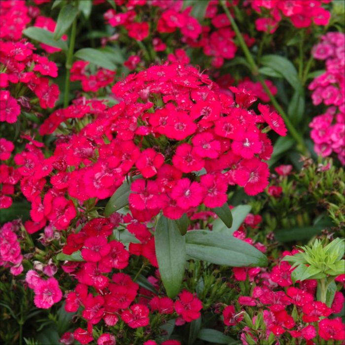 Dianthus Jolt Cherry 1 Gal | Plants Plus