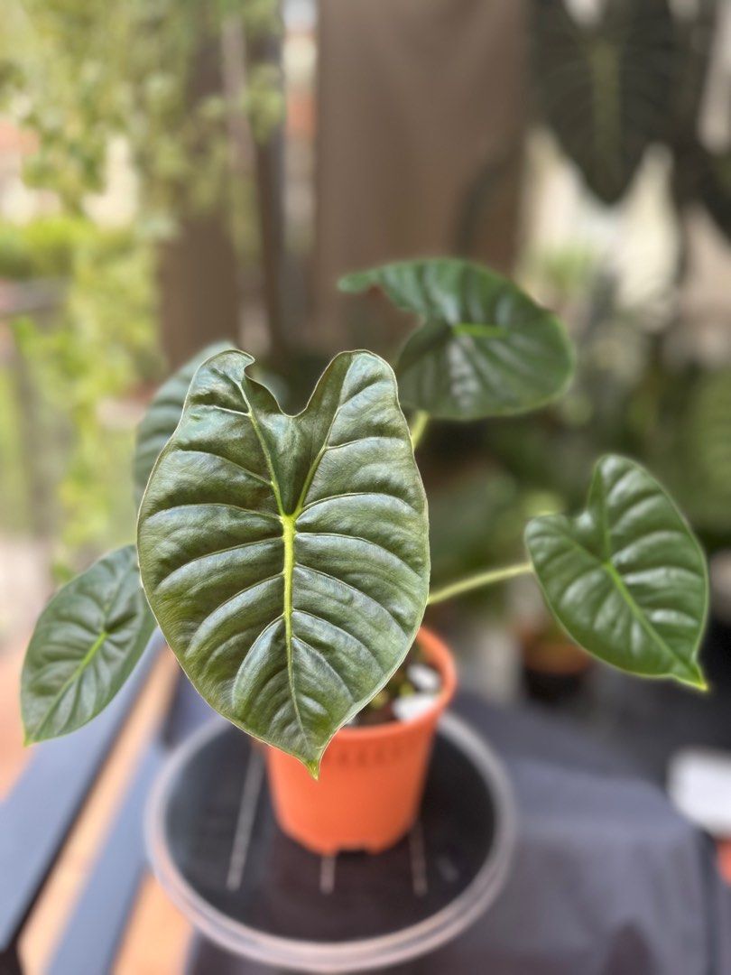 Alocasia Golden Bone Presently in a 6” hot pot