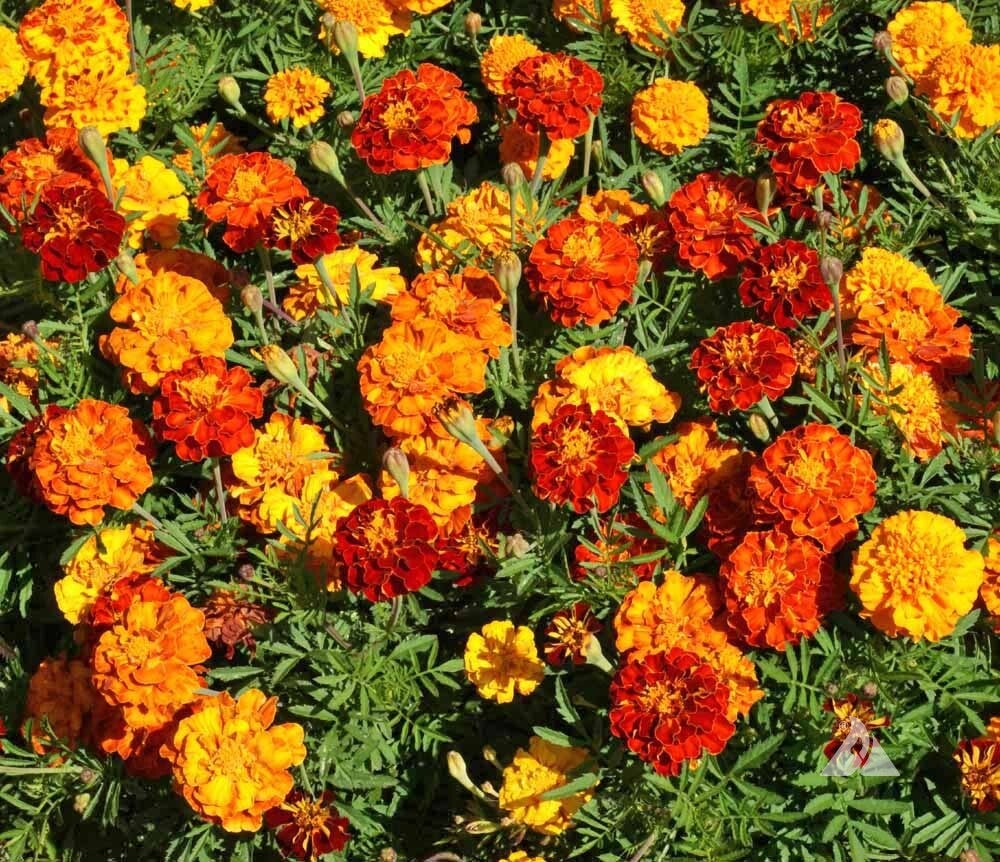 french-marigold-sparky-mix-seed-plants-plus