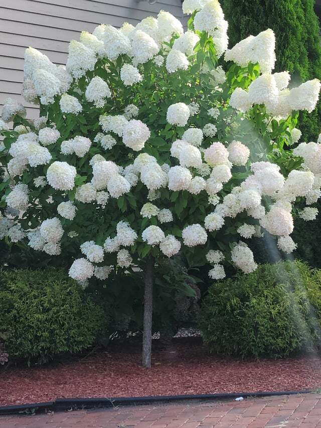 Hydrangea Phantom Tree 7 Gal | Plants Plus