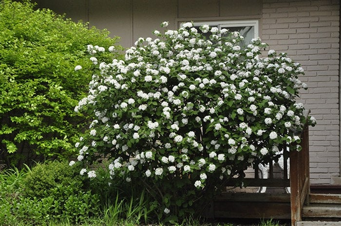 Viburnum Judd 2 Gal Plants Plus